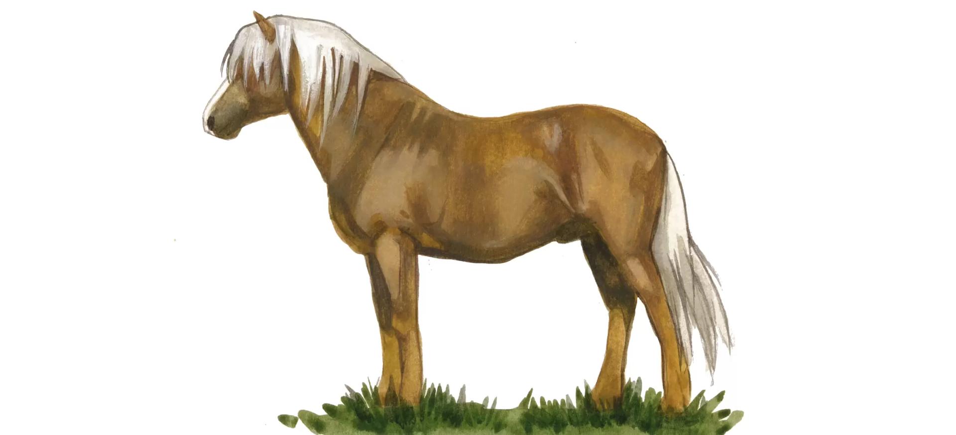 Эстонская порода лошадей (клеппер)