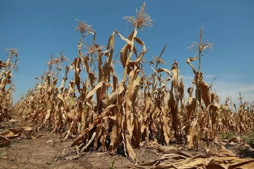 Засуха или голод? Почему растение желтеет и как найти настоящую причину.