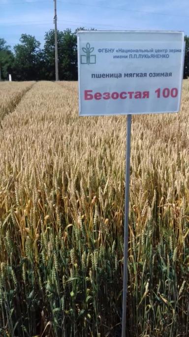 Безостая 100  сорт мягкой озимой пшеницы