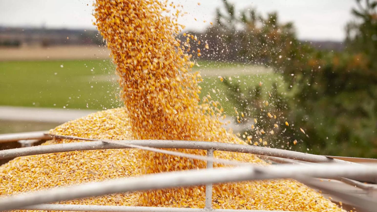 Российская пшеница дорожает на мировых рынках