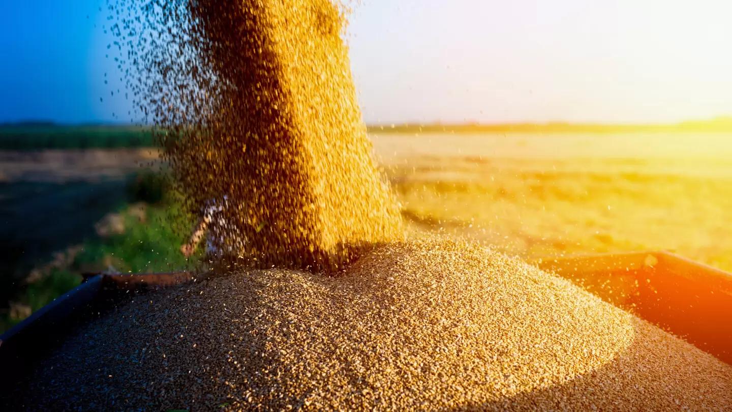 "Совэкон": цены на пшеницу в России снижаются из-за поступления нового урожая