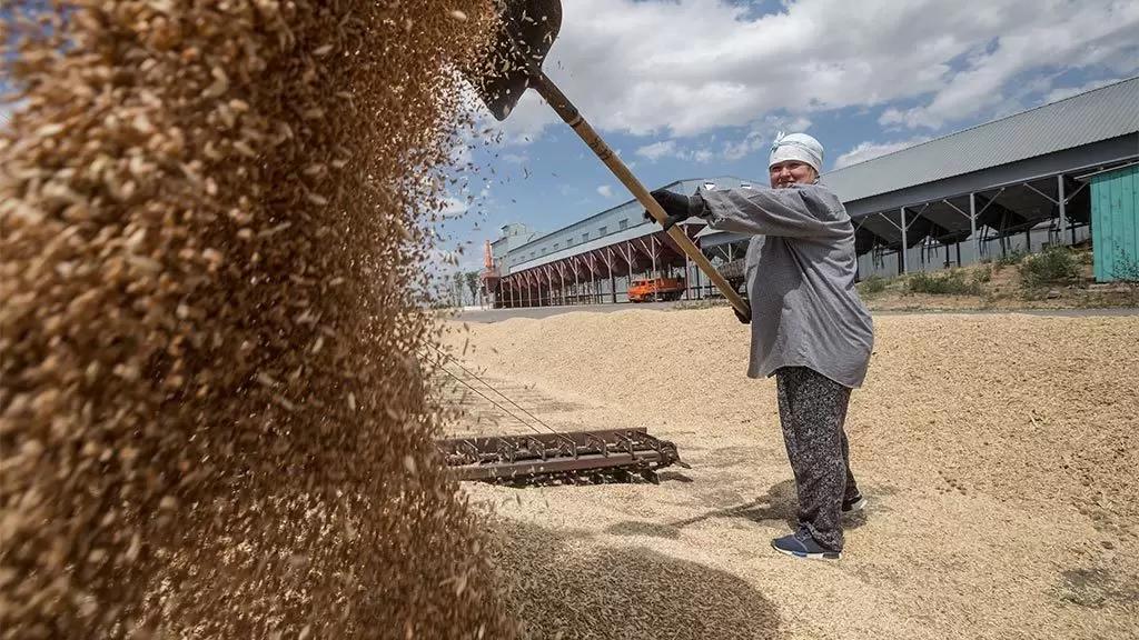 Экспортная квота на зерно в 2023 году вырастет до 25,5 млн тонн