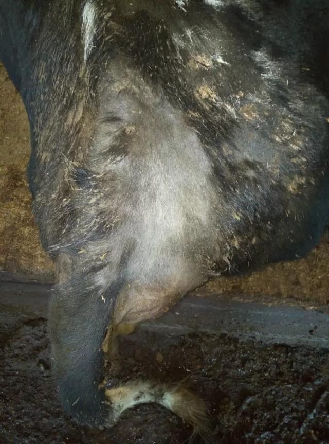 Вопросы из чатов: почему у коров выпадает шерсть?