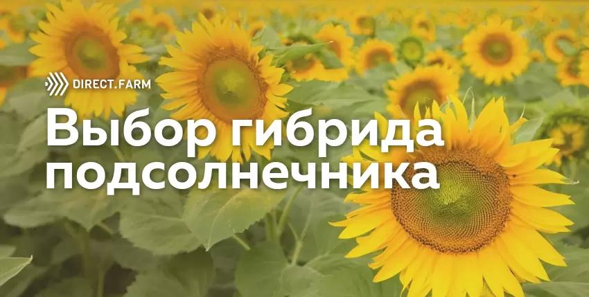 Критерии подбора гибридов подсолнечника