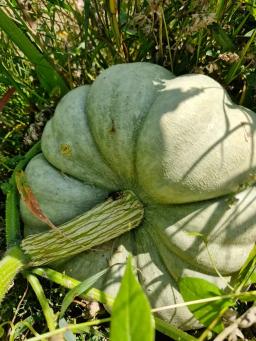 ТЫКВА ОПТОМ