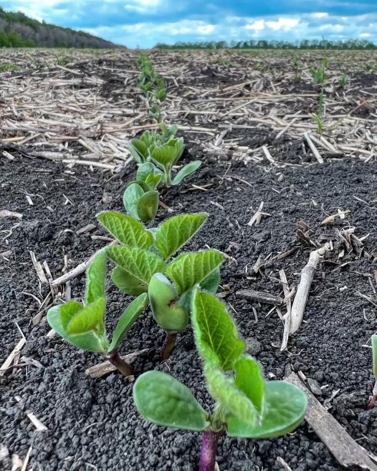 ТОПОВЫЙ ИНОКУЛЯНТ ДЛЯ СОИ ИЗ РОССИИ - ПРАВДА ИЛИ МИФ?