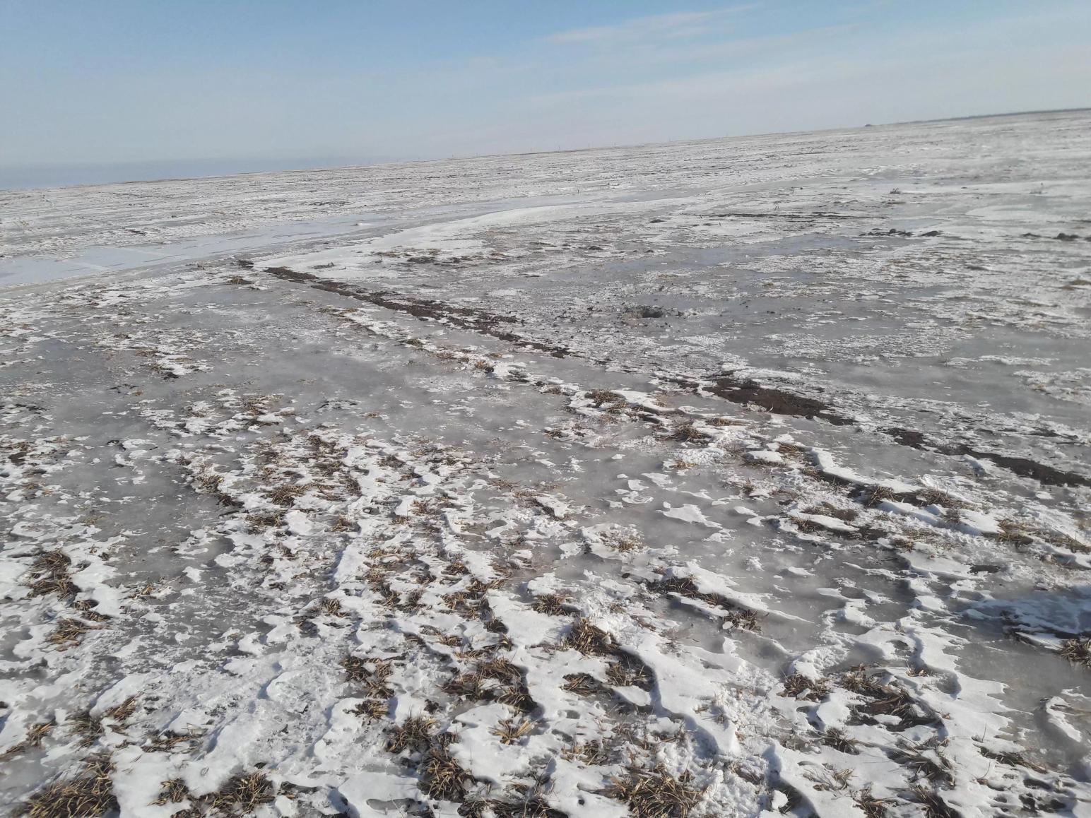 озимая пшеница 2021