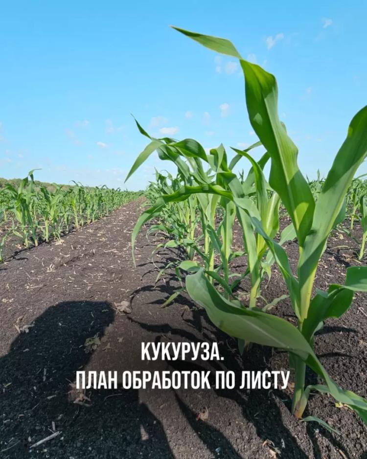 КУКУРУЗА. ПЛАН ОБРАБОТОК ПО ЛИСТУ