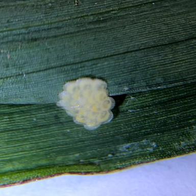 Кукурузный стеблевой мотылек яйцекладка