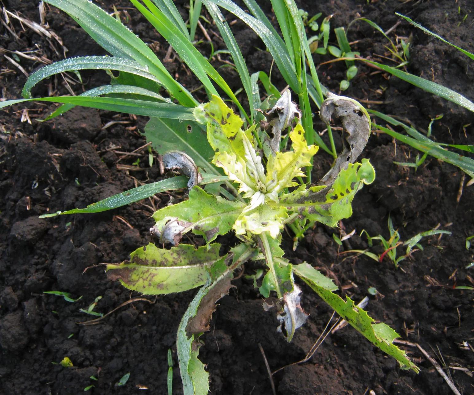 Гербицидная обработка пшеницы против устойчивых сорных растений