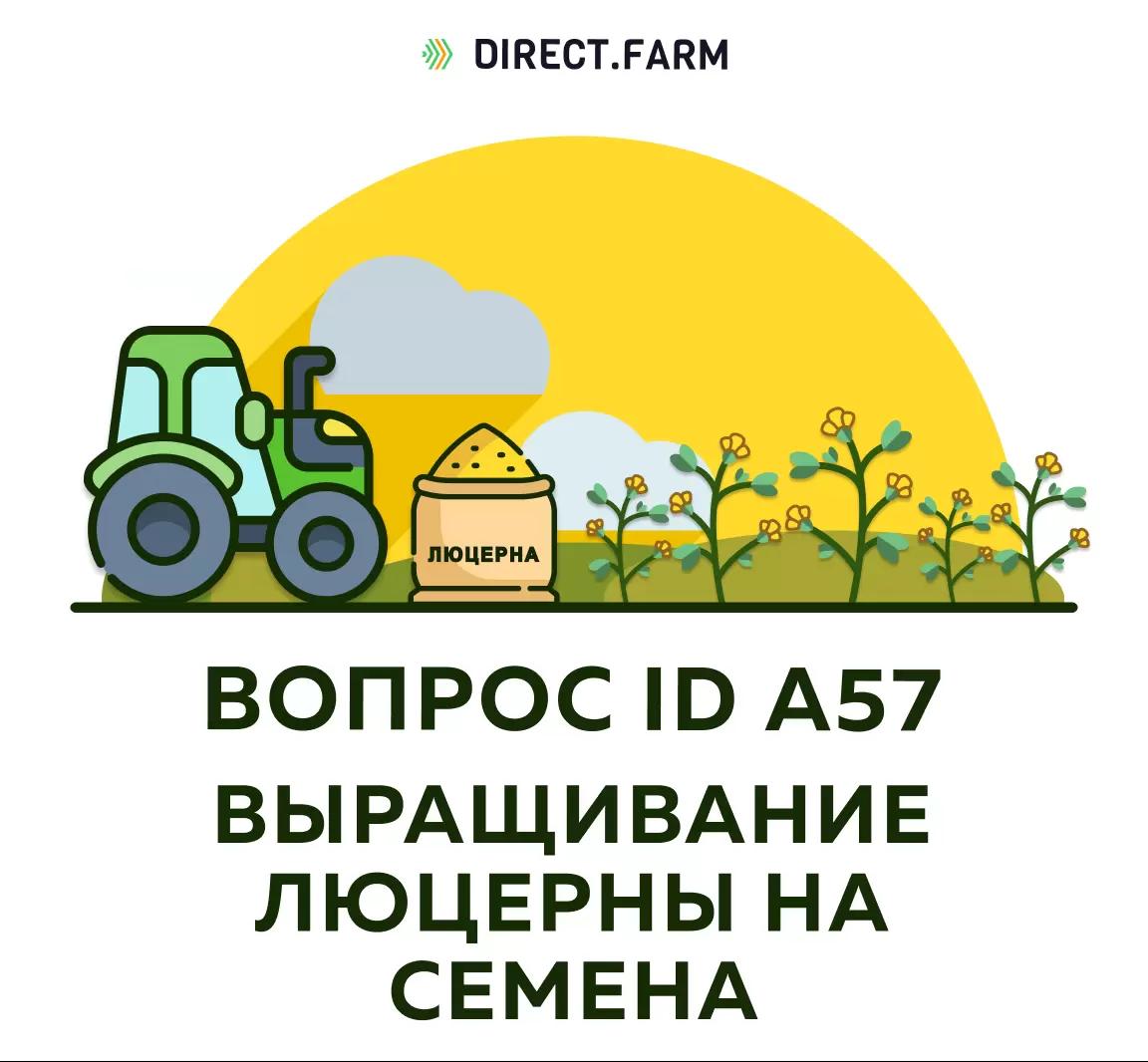 Как выращивать люцерну на семена?