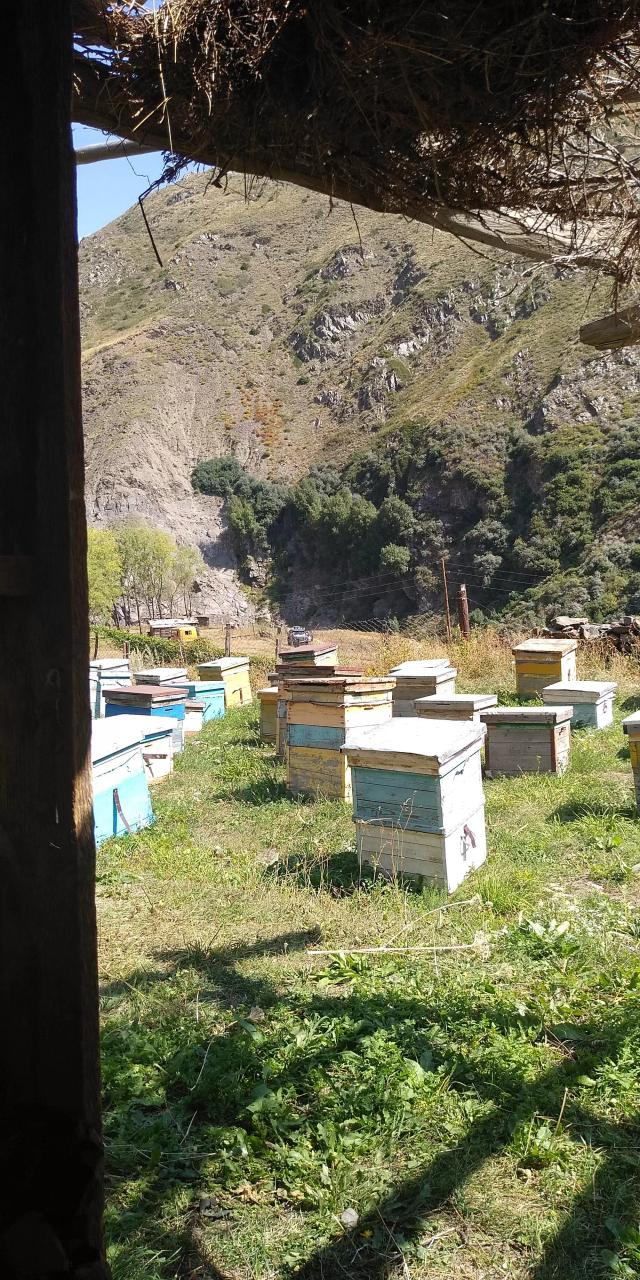 Пчеловодство 