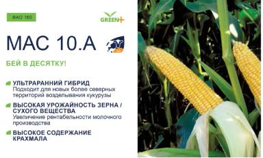 Семена кукурузы МАС 10.А (ФАО 160)