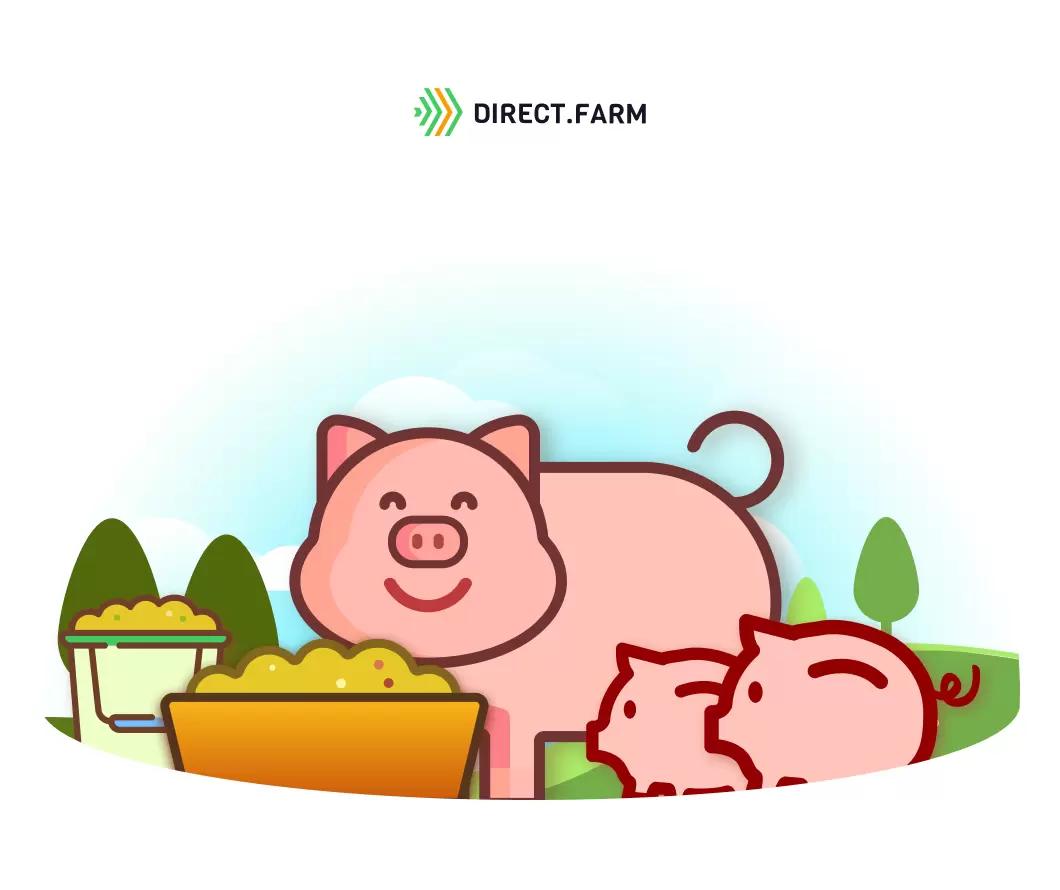 Протокол кормления свиноматок на участке опороса