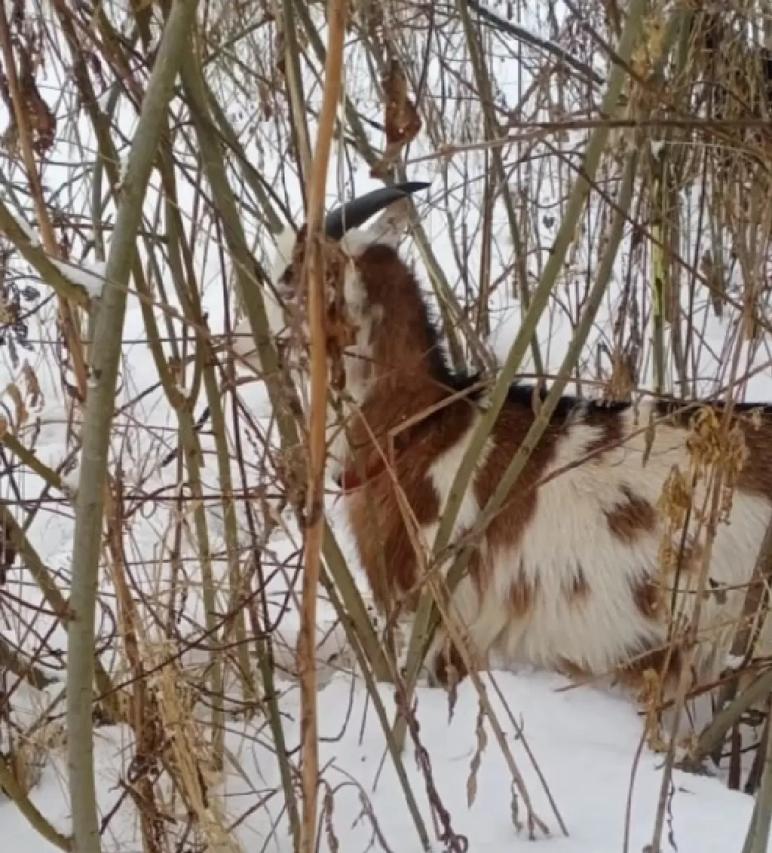 Зимний выгул и выпас коз