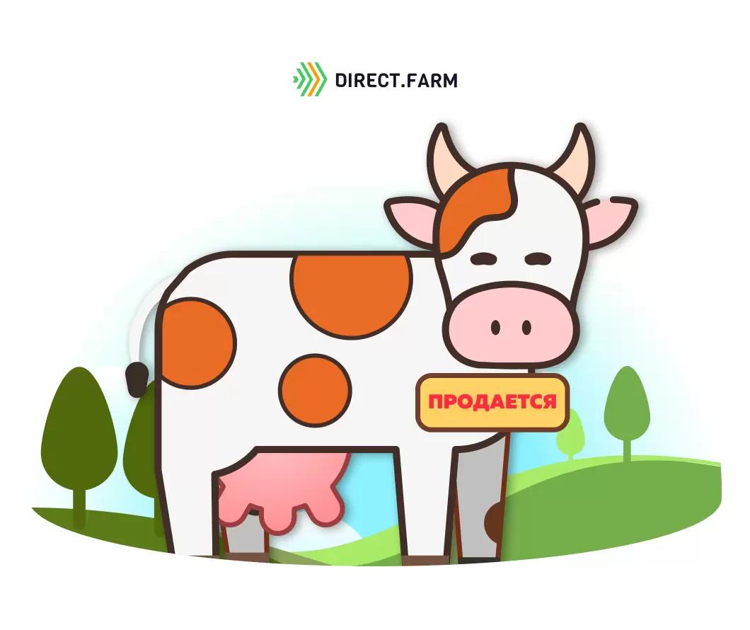 Правила продажи молочного скота