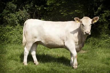 Порода коров – Мюррей Грей