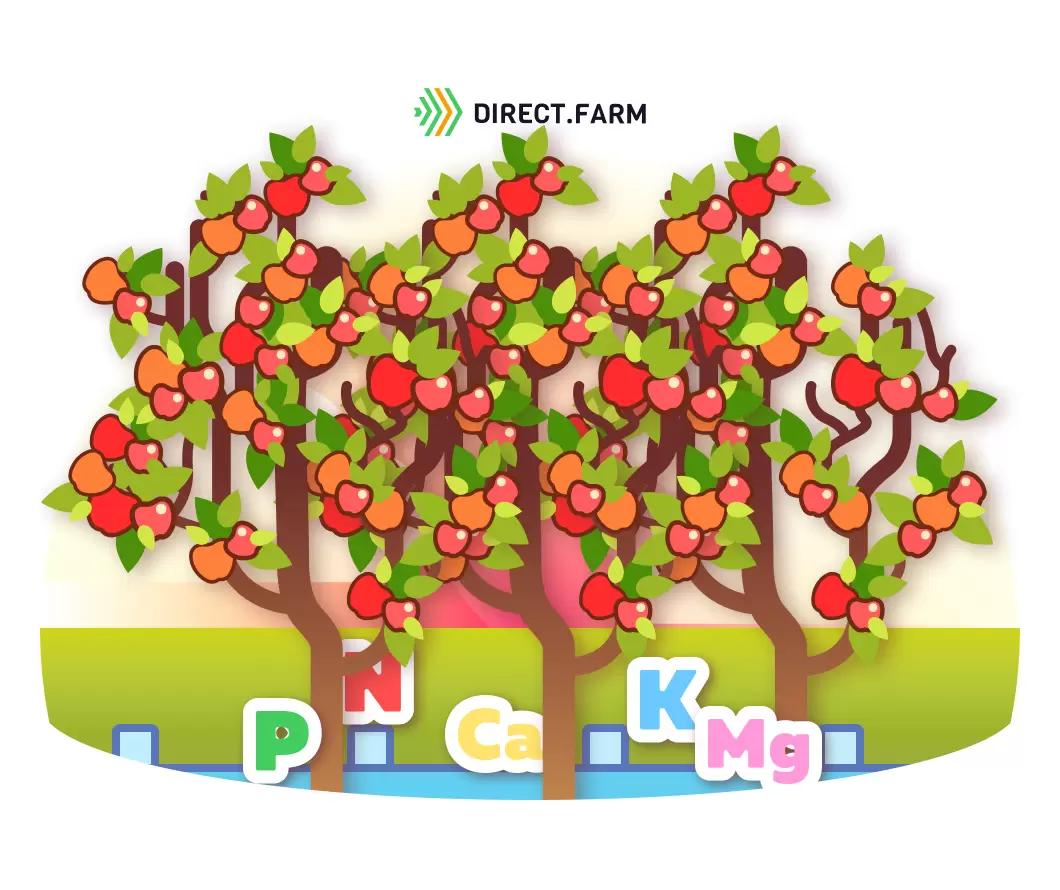 Фертигация плодовых насаждений – преимущества и недостатки методики