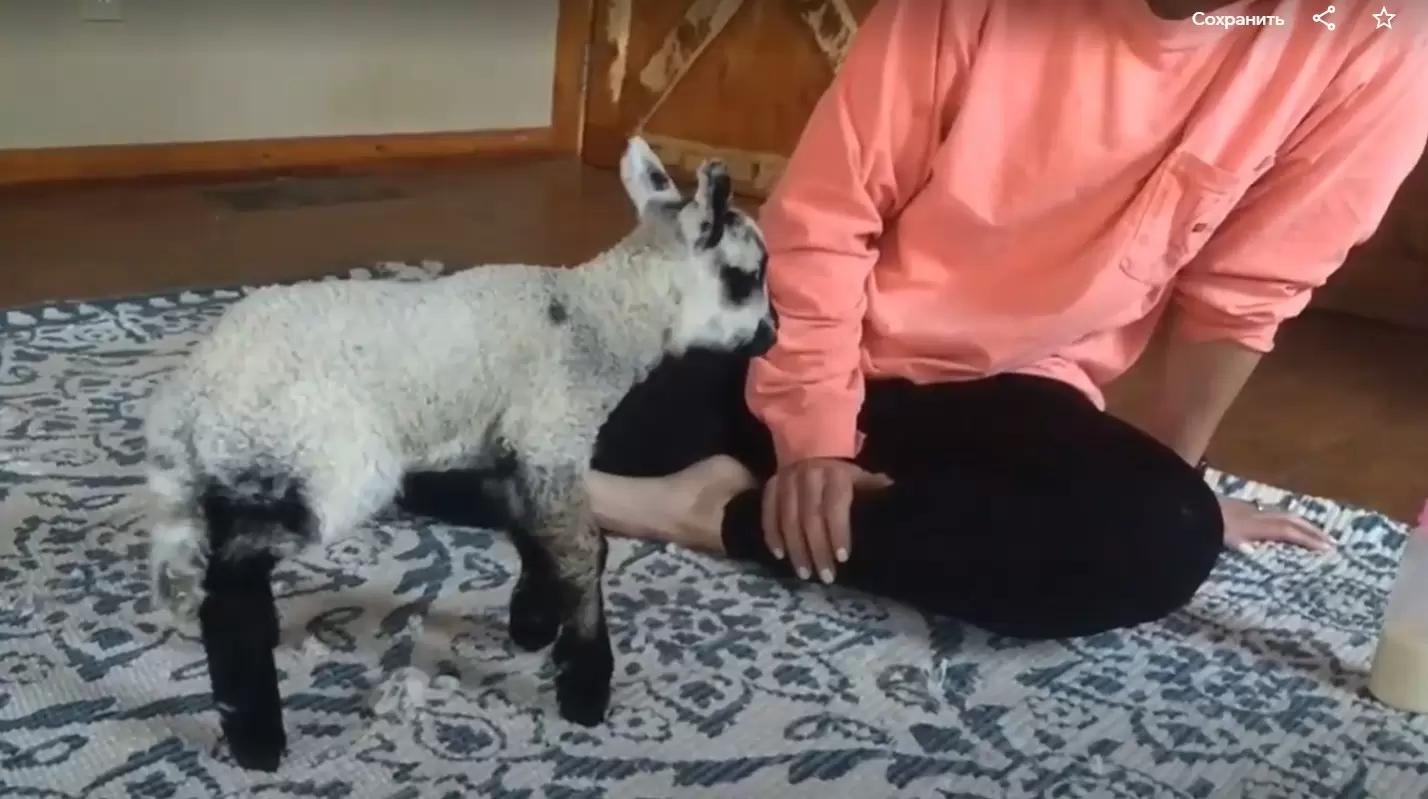 Вопросы из чатов: что делать, если у ягненка проблемы с движением?