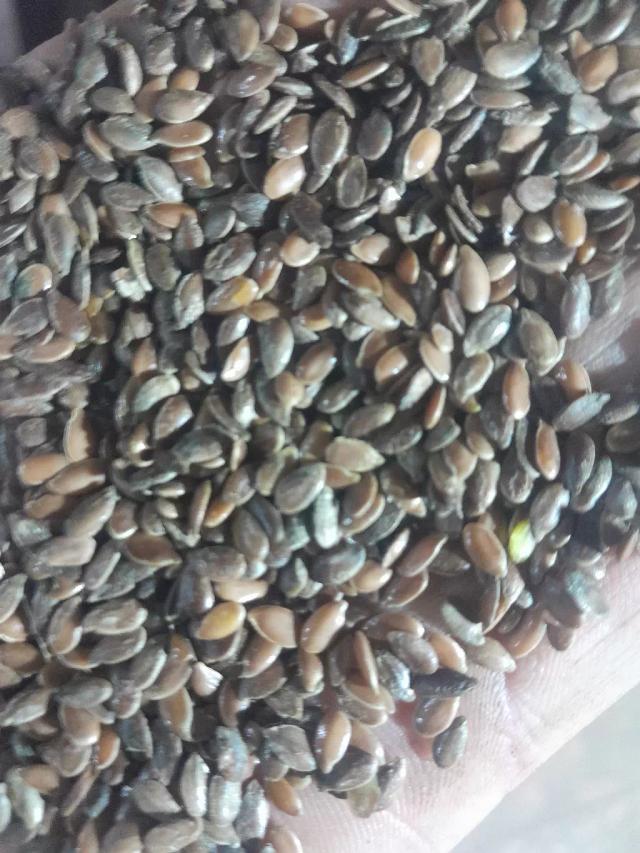 Потемнение семян льна
