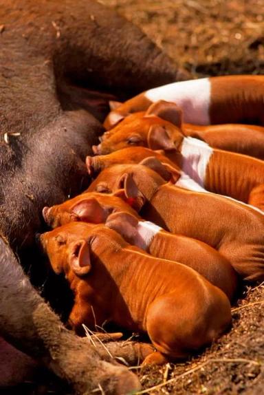 Хузумская (датская протестная) порода свиней