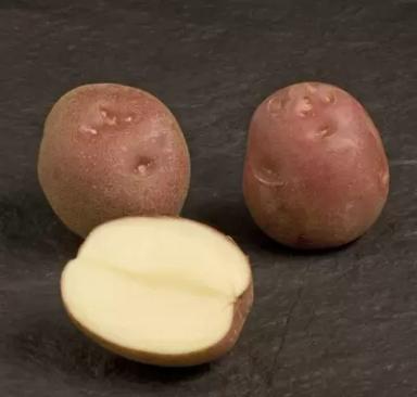 Леди Розетта - сорт картофеля (Solanum tuberosum L.).