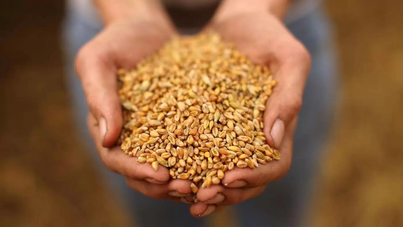 Минсельхоз США опубликовал прогнозы по сбору и экспорту урожая в новом сезоне