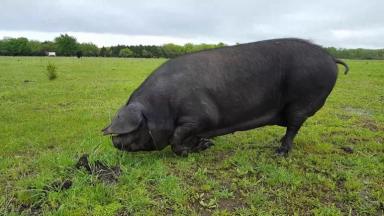 Корнелл (корнуэльская, крупная черная) – порода свиней