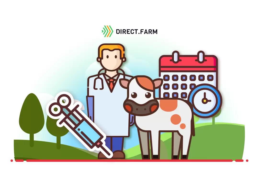 Существует ли календарь или периодичность прививания КРС?