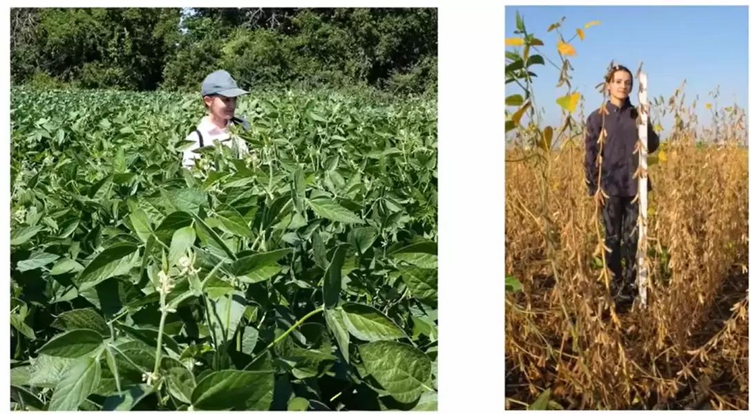 Селекция и семеноводство выращивания сои в РФ