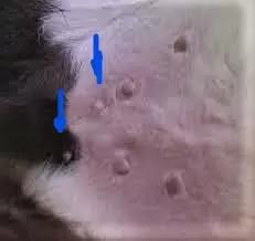 Цикл постов о строении и патологиях вымени коров