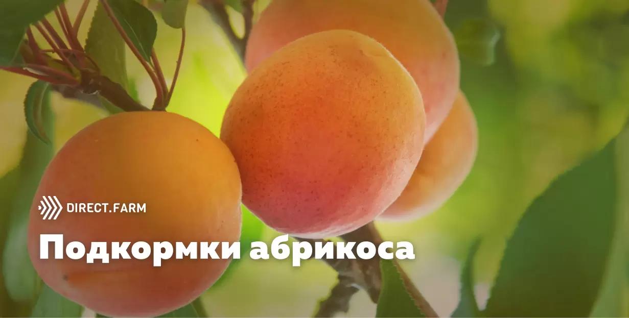 Листовое питание абрикоса