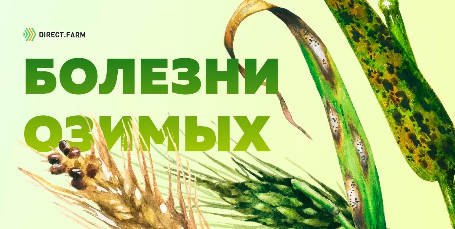 Болезни озимой пшеницы (часть 1)