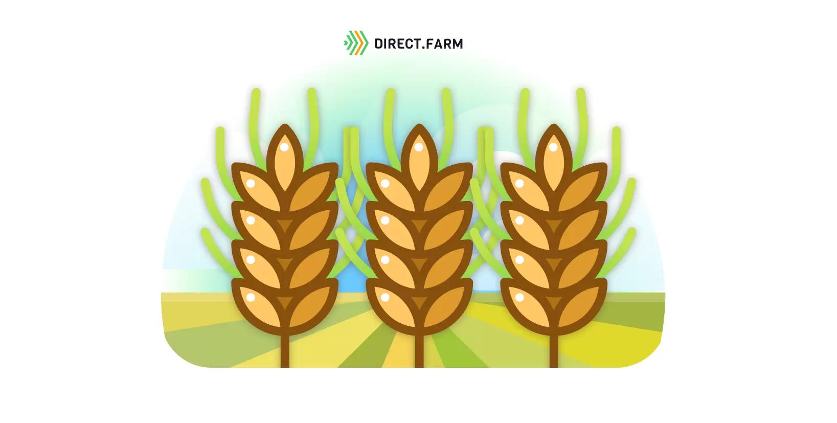 Проросло зерно в колосе. Что делать?