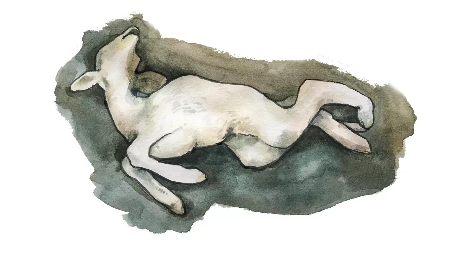 Вирус Шмалленберг