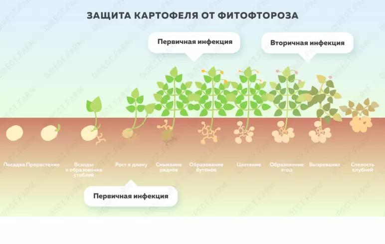 Фитофтороз картофеля – меры борьбы