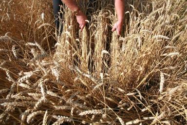 ИТОГИ ОСЕННЕ ПОСЕВА 2020 г. озимой пшеницы сорта «Скипетр»_КФХ Неживилов А.Н.
