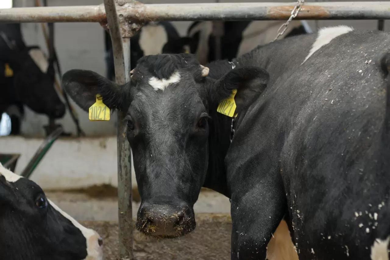 Инфекционные заболевания печени (КРС, МРС, свиньи)