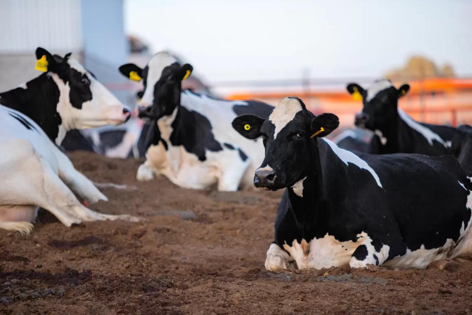 Эффективность корма-фактор роста продуктивности и доходности молочного хозяйства