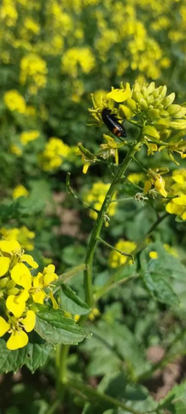 Вопросы из чатов: Что это за вредитель ?