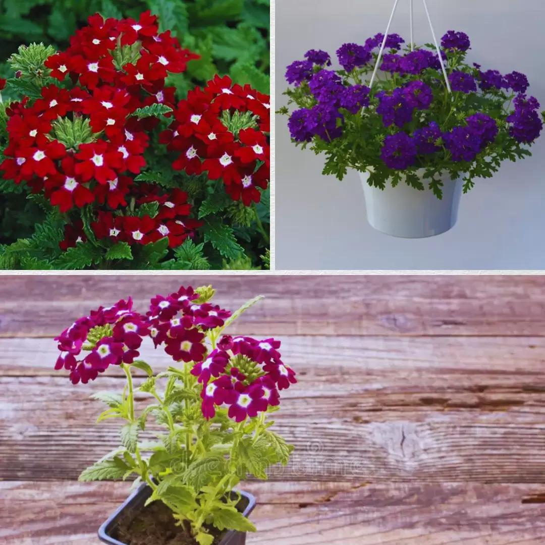 🎄 Зима близко, а это значит, пора задуматься о весне! 🌱