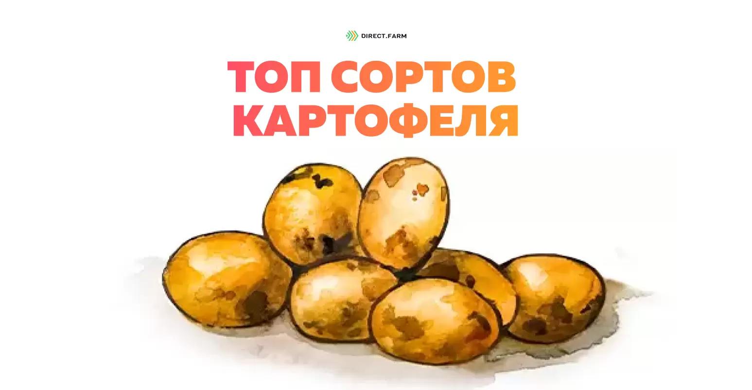 Топ сортов картофеля