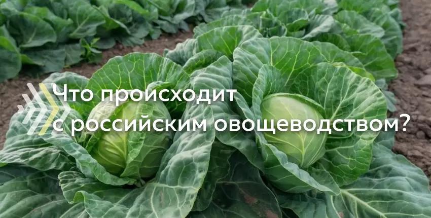 Состояние и перспективы развития овощеводства открытого грунта.