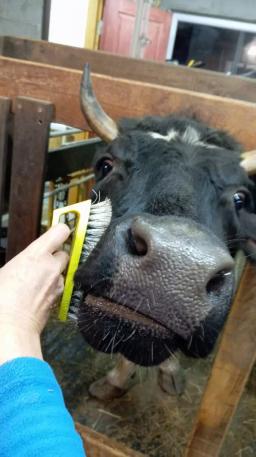 Требуется помощник по хозяйству.