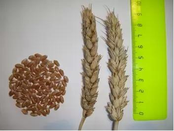 Новосибирская 41 сорт мягкой яровой пшеницы