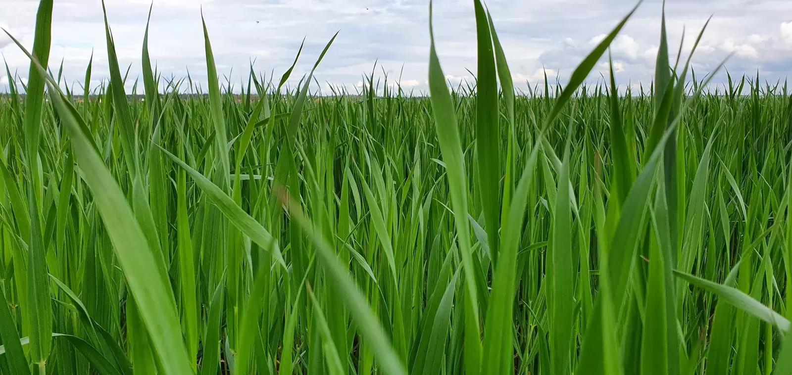 Контроль за состояние посевов Озимой пшеницы в Ставропольском крае