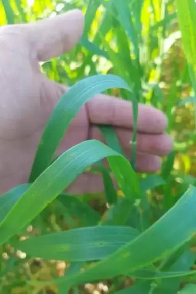 Контроль пиренофороза и септориоза на пшенице