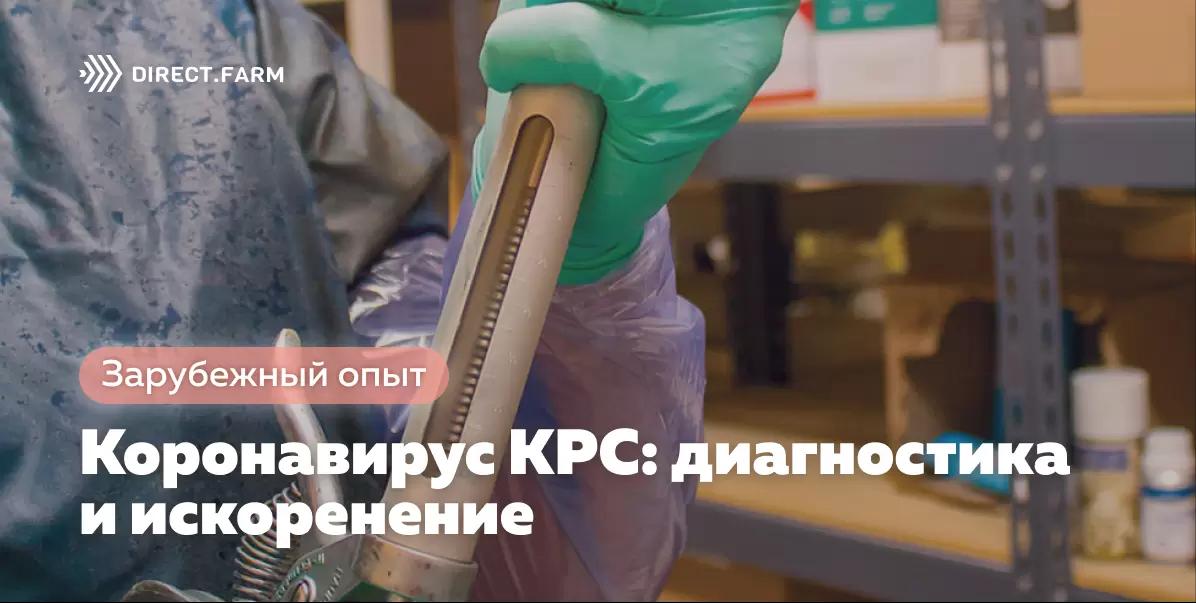 Коронавирус КРС: диагностика и искоренение