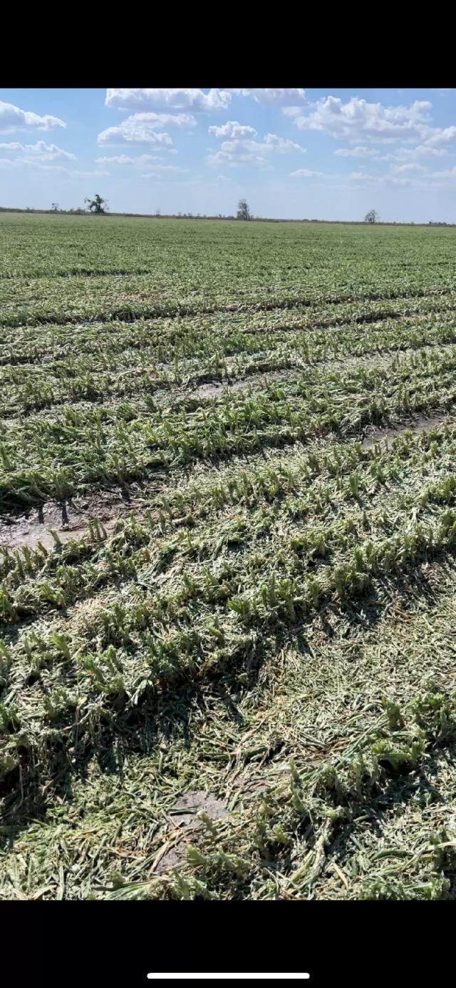 Побило градом Лук репчатый