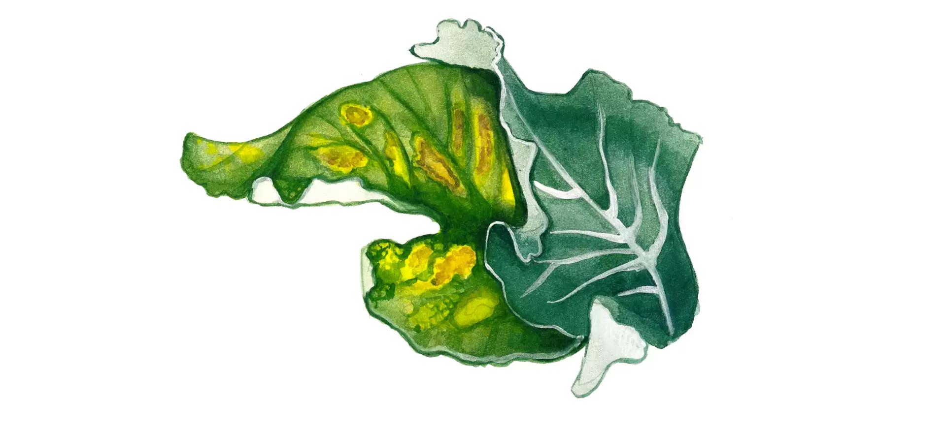 Ложная мучниста роса капусты (пероноспороз)